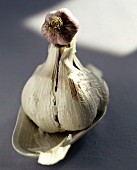 Small garlic bulb on large garlic bulb