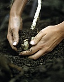 Hände graben Knoblauch aus der Erde