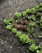 Verschiedene Salatpflanzen im Gemüsegarten