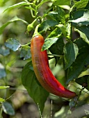 Chilli pepper on the plant