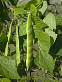 Green beans on the plant
