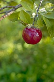 A Single Empire Apple Growing on the Tree