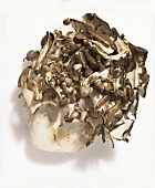 Hen of The Wood Mushroom on a White Background