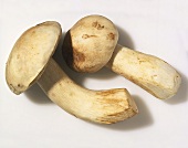 Close Up of Two Porcini Mushrooms