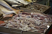Squid at an Asian Fish Market