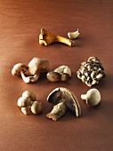 A Variety of Mushrooms on a Brown Background