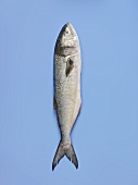 A Whole Bluefish on a Blue Background