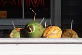 Straws Stuck in Whole Coconuts