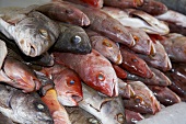 Red Snapper auf einem Fischmarkt in Mexiko