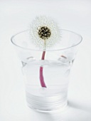 Dandelion Clock in a Glass of Water