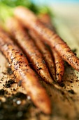 Freshly Picked Carrots with Dirt