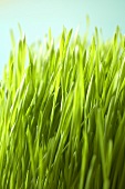 Close Up of Wheat Grass