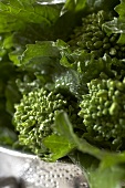 Close Up of Organic Broccoli Rabe