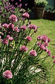Chives with Blossoms Growing in a Garden