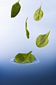 Basil leaves falling into water