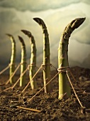 Asparagus Spears Staked in the Dirt, Mini Tools