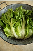 Escarole Lettuce in a Colander, From Above