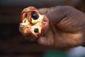 Eine Hand hält eine jamaikanische Honigbeere (Ackee fruit)