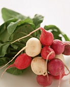 Red and White Radishes, Close Up