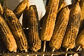 Grilled Corn on Sticks at a Street Vendor's Stand