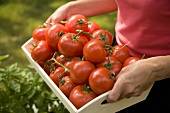Frau trägt Tablett mit Tomaten aus dem Garten