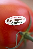 Tomato with Indoor Hydroponic Grown Sticker; Close Up