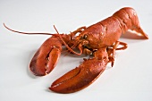 Whole Boiled Lobster on a White Background