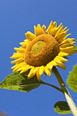 Sunflower Against a Bright Blue Sky