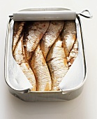 Opened Can of Sardines with Fork