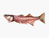 Remains of a Whole Sea Bass