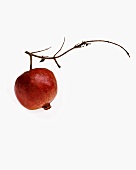 A Pomegranate Hanging from a Branch