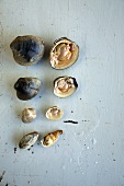 Variety of Fresh Clams