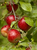 Rote Äpfel am Zweig nach einem Regen