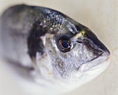 Close Up of Fresh Fish Head