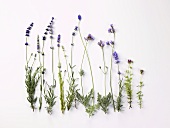Flowering herbs