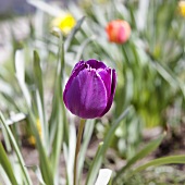 Bunte Tulpen im Garten