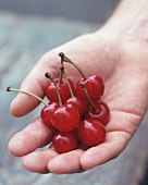 Hand Holding Sour Cherries