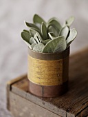 Sage in Wooden Container