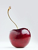 One Red Cherry with Stem and Water Drop on White