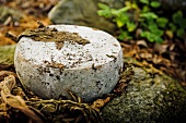 Whole Cheese Round Aged in Leaves
