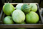 Crate of Watermelons