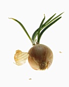 Sprouting Organic Yellow Onion