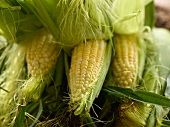 Fresh Corn on the Cob, Husks Pulled Back