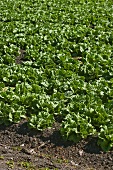 Lettuce Growing in a Field