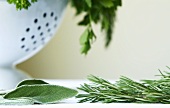 Fresh Herbs; Rosemary and Sage