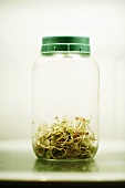 Mung Bean Sprouts in Sprouting Jar 
