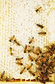 Viele Bienen auf Honigwabe (Draufsicht)