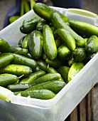 Bin of Washed Fresh Cucumbers 