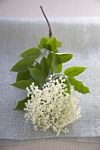 Elderflower Branch