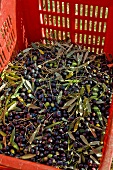 Crate of Fresh Picked Olives